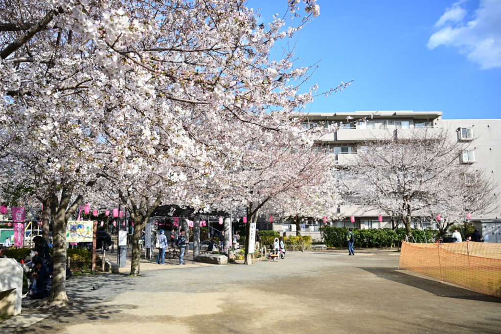 染井よしの桜の里公園